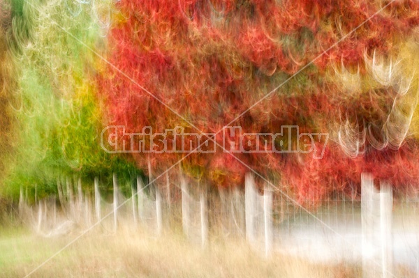 Autumn colored trees and leaves