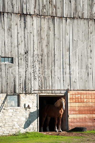 Yearling Belgian Draft stallion