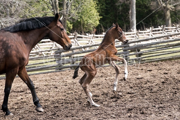 Mare and foal 