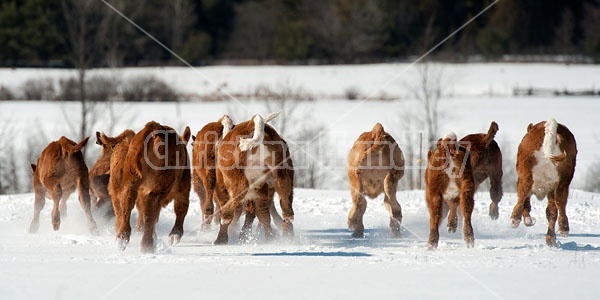 Herd of Beef Calves