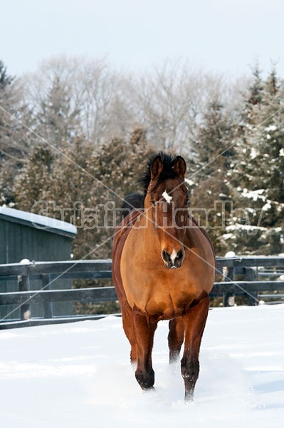 Portrait of a bay horse outside in the snow