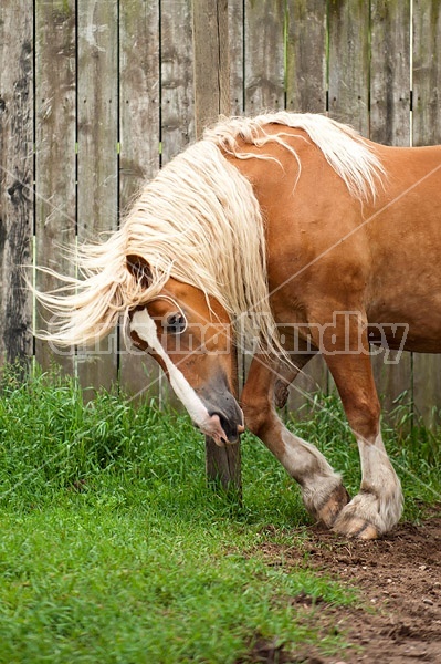 Belgian draft horse scratching on post