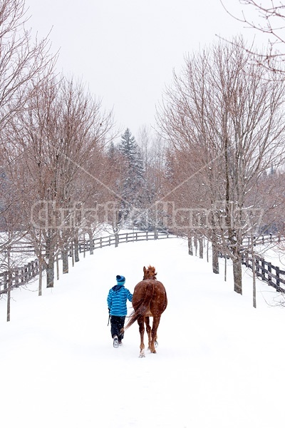 Young girl leading horse down a snowy driveway