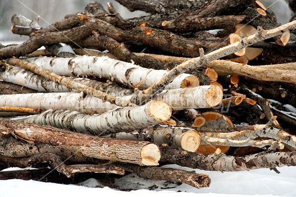 Hardwood firewood logs