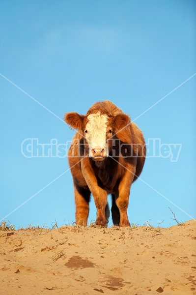 Charolais Cross Heifer