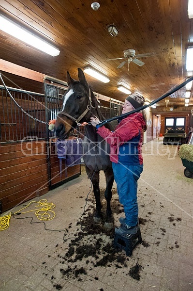 Woman clipping horse