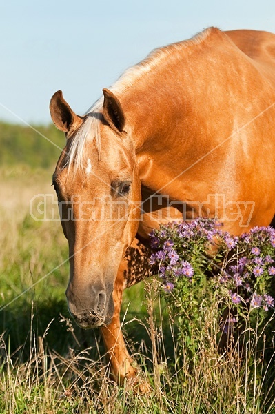 Palomino Quarter Horse