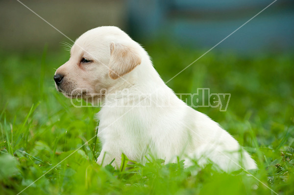 Golden Labrador puppies