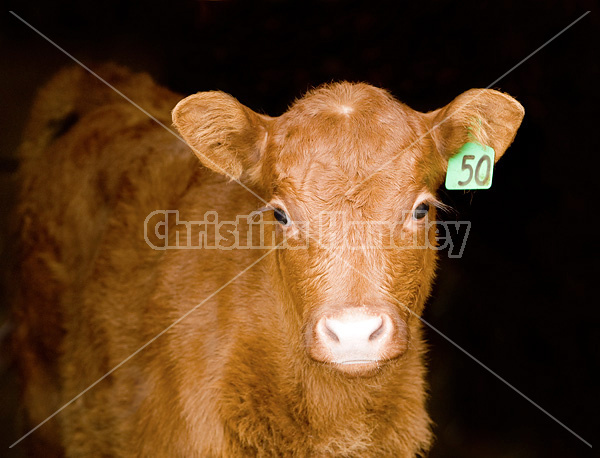 Baby beef calf standing in doorway