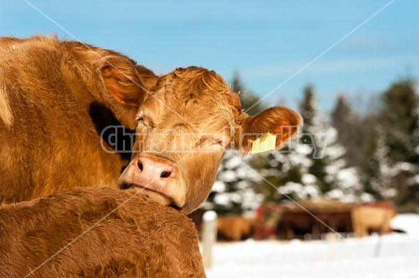 Beef Cow and Calf