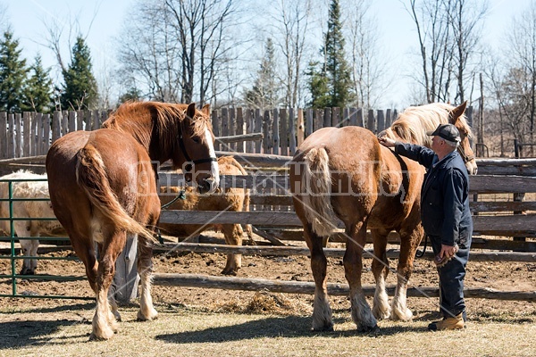 Farmer brushing Belgian horses 