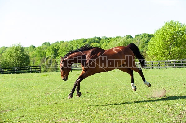 Dutch Warmblood and Thoroughbred cross gelding