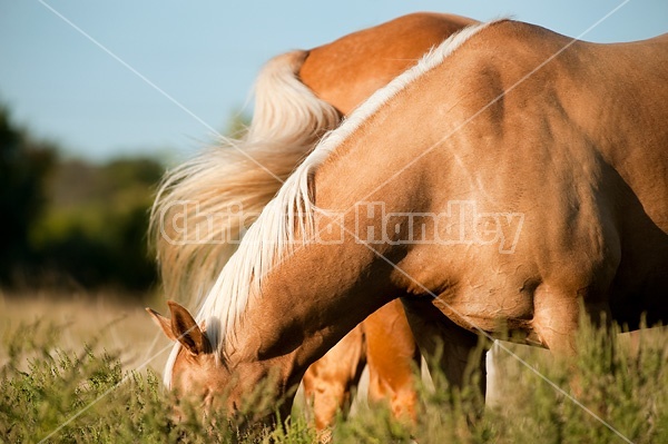 Palomino Quarter Horse