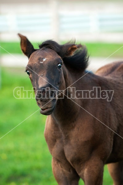 Quarter horse foal