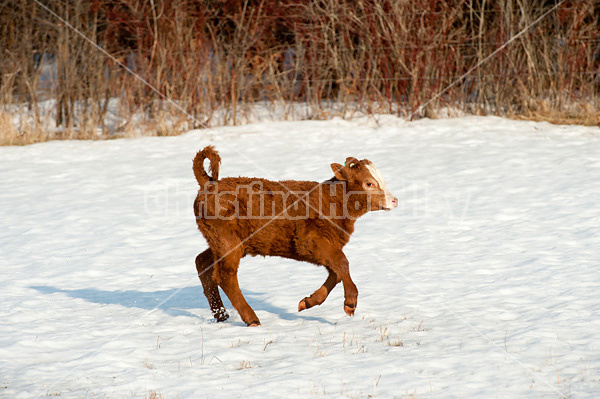 Cute beef calf walking in the snow