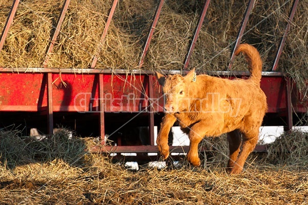 Young Beef Calf Running and Playing