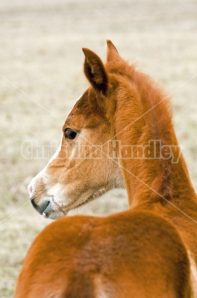 Paint foal portrait