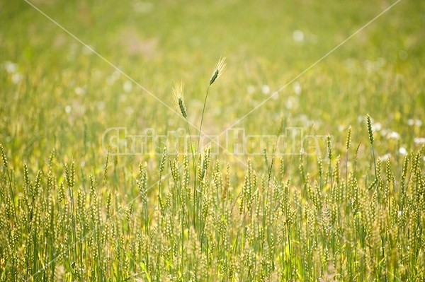 Field of wheat