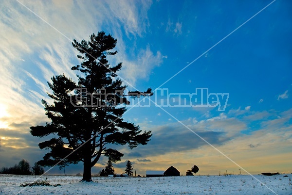 Sunset over farm field, pine tree, barn.