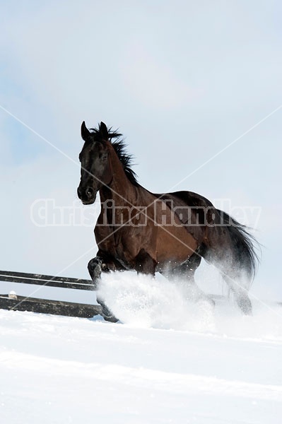 Bay thoroughbred horse galloping through deep snow