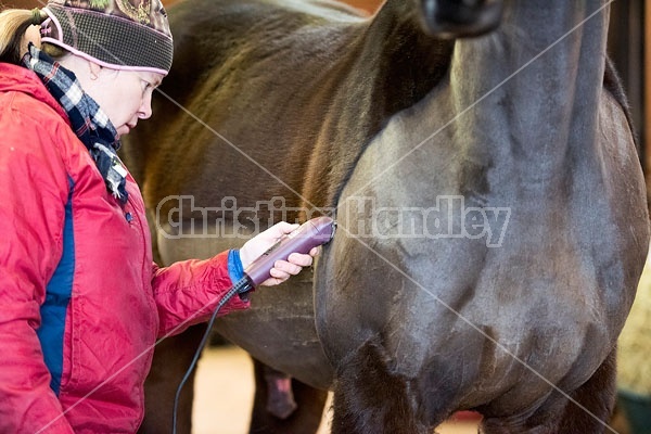 Woman clipping horse