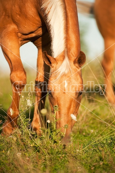 Palomino Quarter Horse