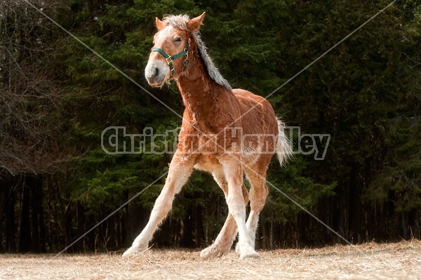 Yearling Belgian draft horse