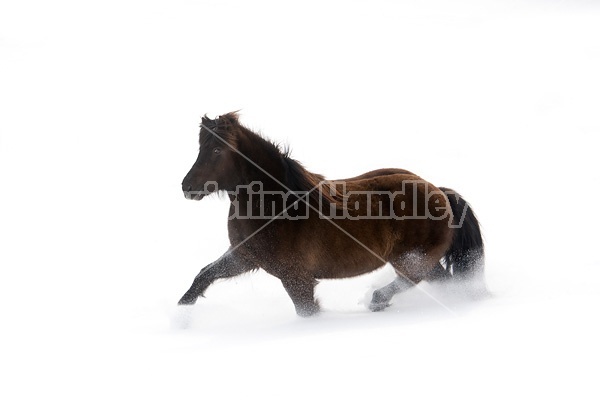 Dark bay Icelandic horse running through deep snow