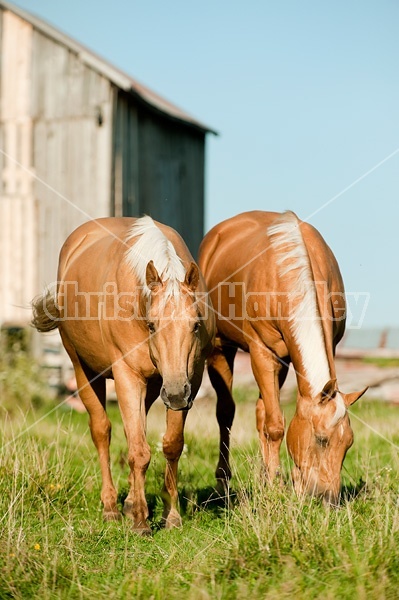 Palomino Quarter Horse