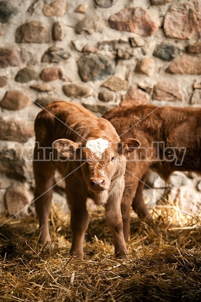 Young Beef Calf