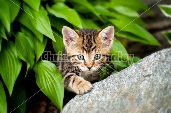 Young baby calico kitten playing in flower garden