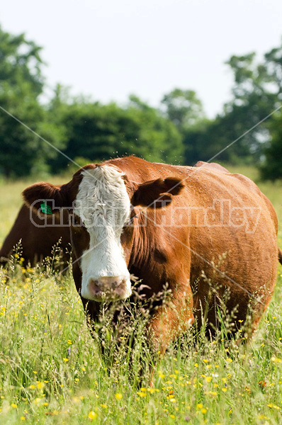 Beef cattle on summer pasture