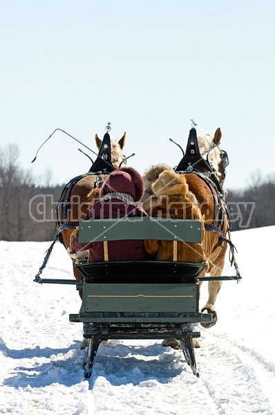 Horse drawn sleigh ride