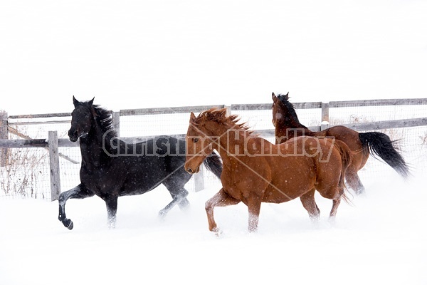 Three horses galloping through snow