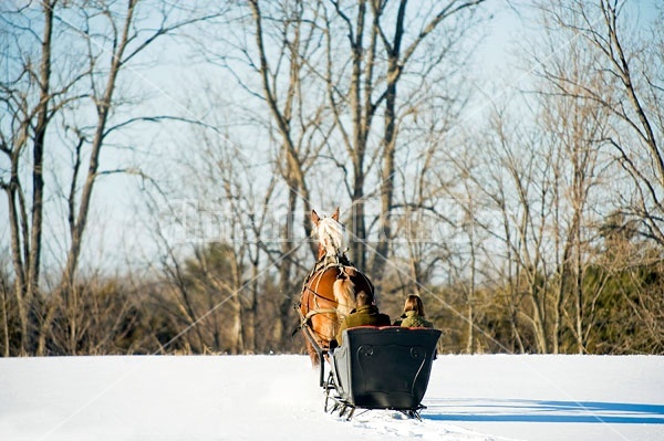 Single Horse Sleigh Ride