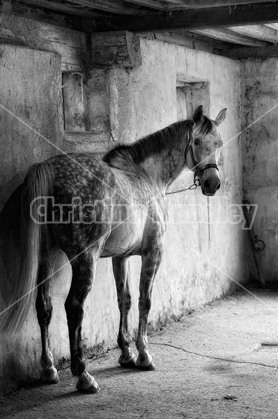 Photo of a dapple gray horse tied  in wash stall