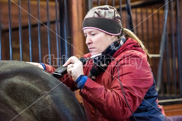 Woman clipping horse