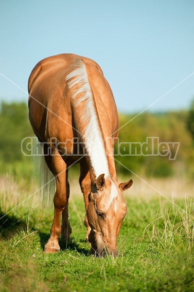 Palomino Quarter Horse