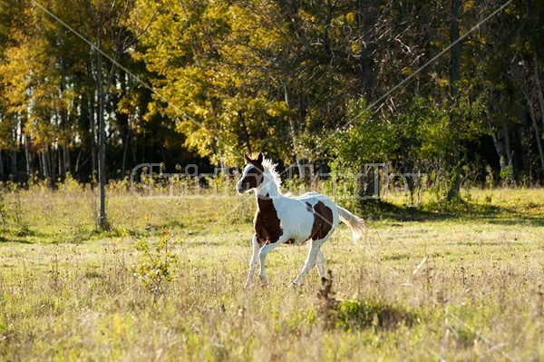 Young paint foal running through field.