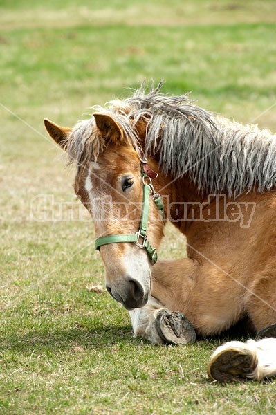 Young Belgian Horse Lying Down