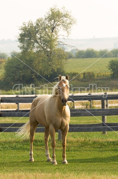 Palomino Quarter horse gelding