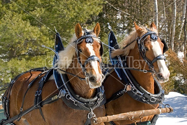 Horse drawn sleigh ride