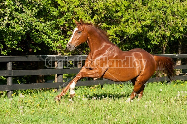 Thoroughbred horse running around paddock