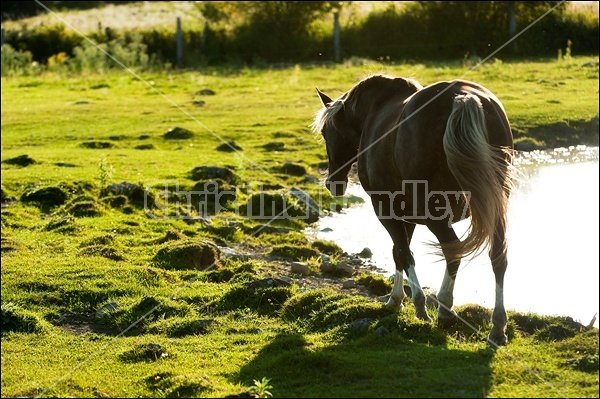 Rocky Mountain Horse