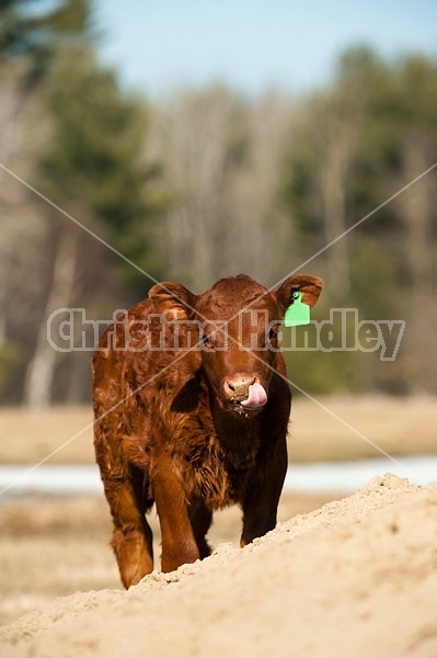 Young Beef calf