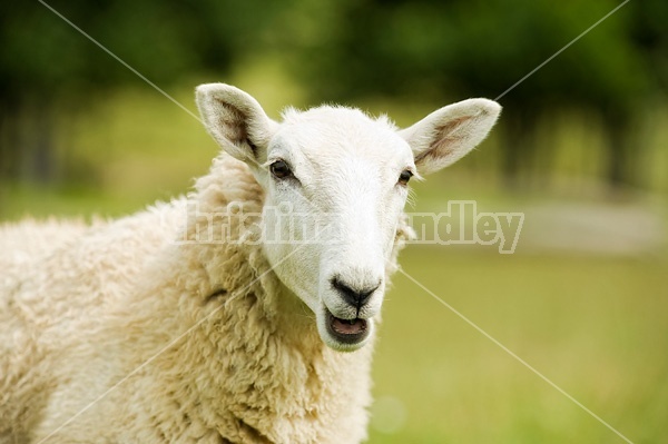 Sheep portrait