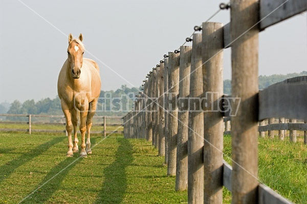 Palomino Quarter horse gelding