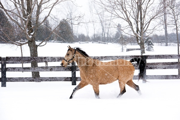 Single buckskin horse trotting through deep snow