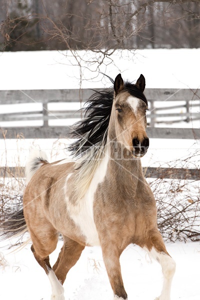 Paint and Arab cross horse running through snow