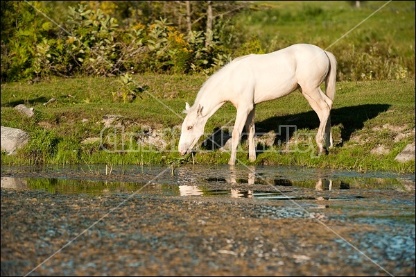 Rocky Mountain Horse